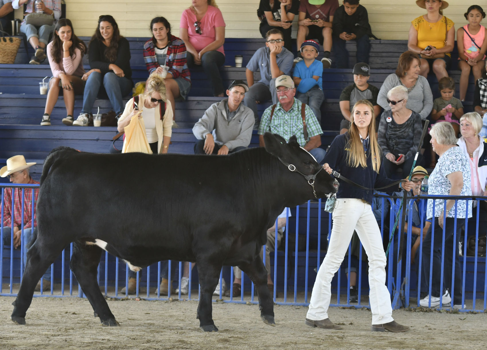 071018 County Fair steer judging 05.jpg